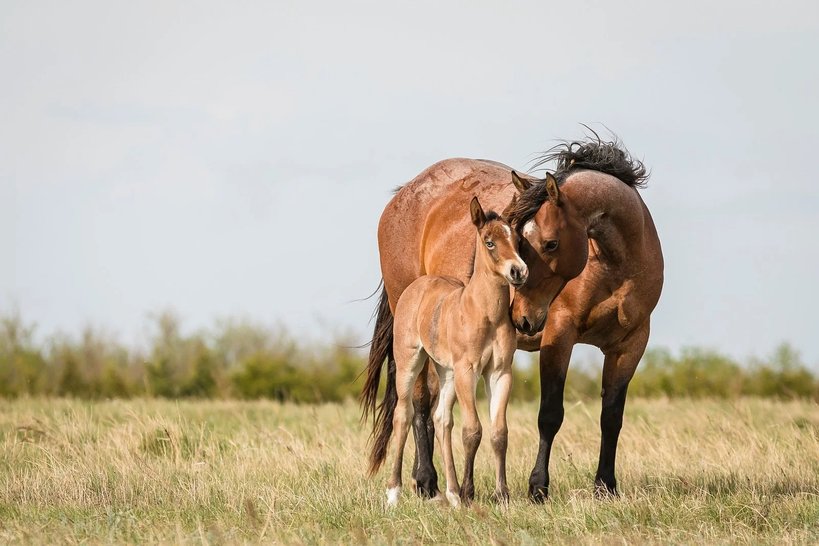 Services 1 — Lauing Ranch Quarter Horses